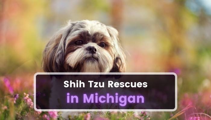 Shih Tzu Rescues in Michigan MI
