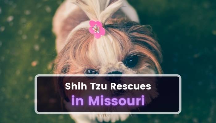 Shih Tzu Rescues in Missouri MO