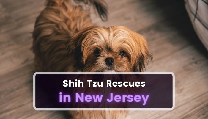 Shih Tzu Rescues in New Jersey NJ