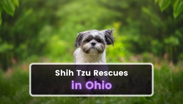 Shih Tzu Rescues in Ohio OH