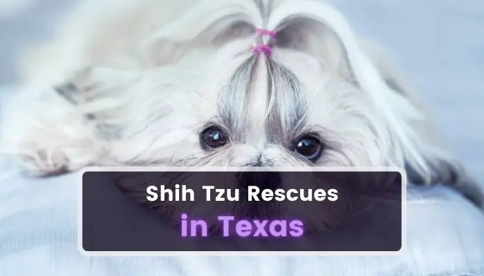 Shih Tzu Rescues in Texas TX