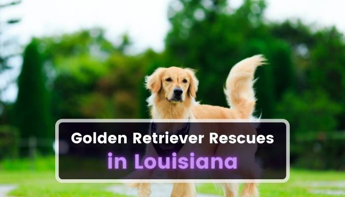 Golden Retriever Rescues in Louisiana LA