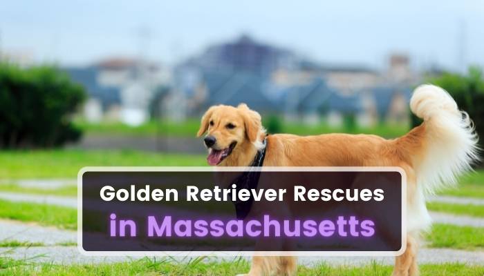 Golden Retriever Rescues in Massachusetts MA